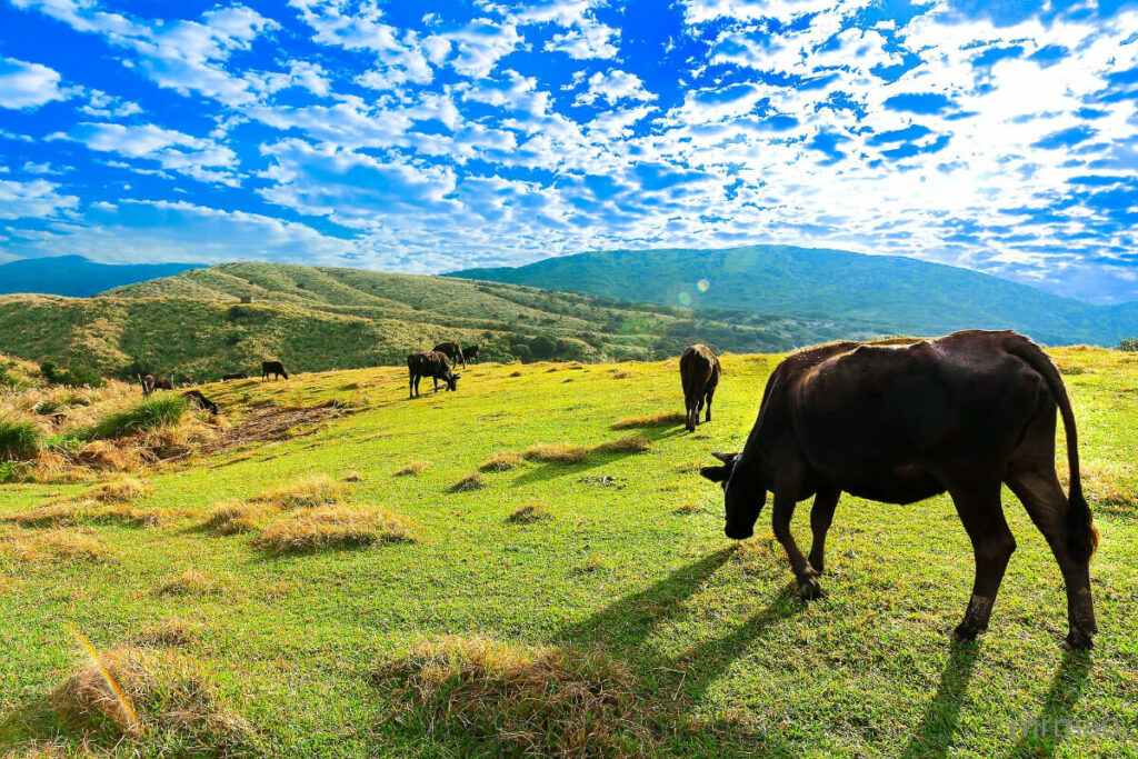 Asian Buffalo in Qingtiangang